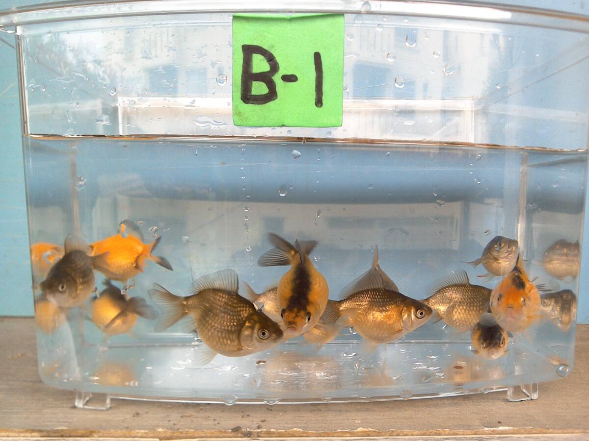 ピンポンパール稚魚　Ｂ－１_画像4