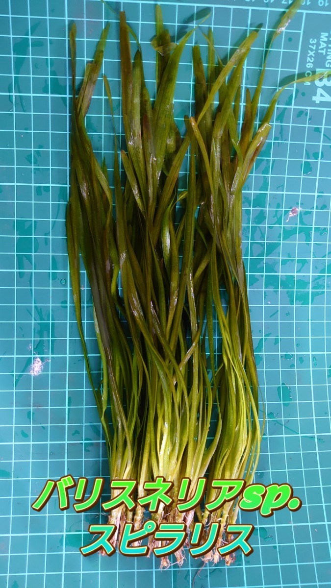 バリスネリア　スピラリス　水中葉　11~20cm前後　10株