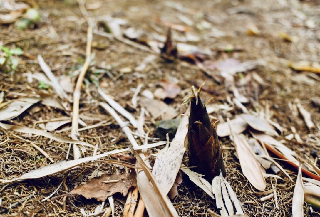 石川県産 小さめな筍と破竹（ハチク）10本入り の画像4