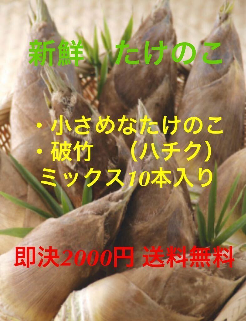 石川県産 小さめな筍と破竹（ハチク）10本入り の画像1