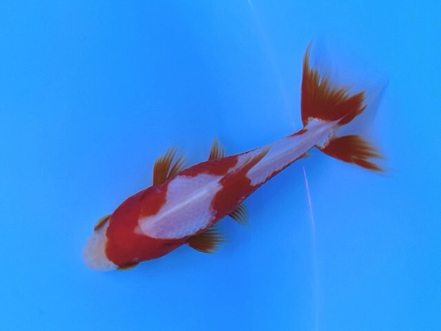  удача . золотая рыбка анимация есть! товар высокого качества .. Japanese wakin цветной карп. подобный красивый . белый! ширина видеть сверху видеть максимально высокий! дерево внизу производство примерно 9~10 см этого года реальная (настоящая) вещь 1 шт SSW-12 ⑤-1 золотая рыбка Shiga 