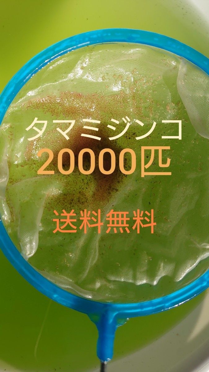 タマミジンコ　約20000匹　グリーンウォーター メダカの餌