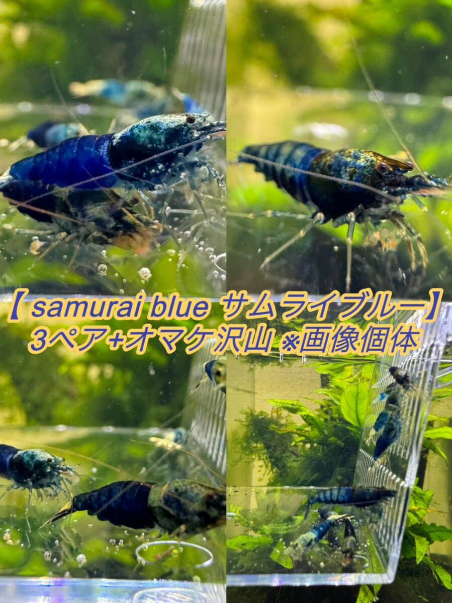 【 samurai blue サムライブルー】3ペア +オマケ多め ※画像個体の画像1