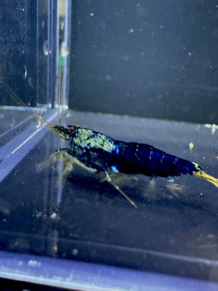 [ samurai blue Samurai blue ].. color adult pair + freebie * image individual Taiwan BIG2. breeding individual 