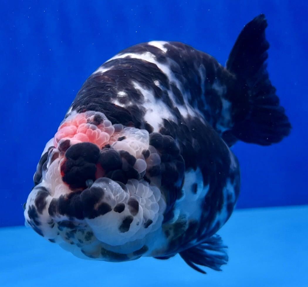B1[ fish master oka] * super ultimate beautiful finest quality individual China production .. Zebra Panda golgfish 14cm rank including in a package possible 