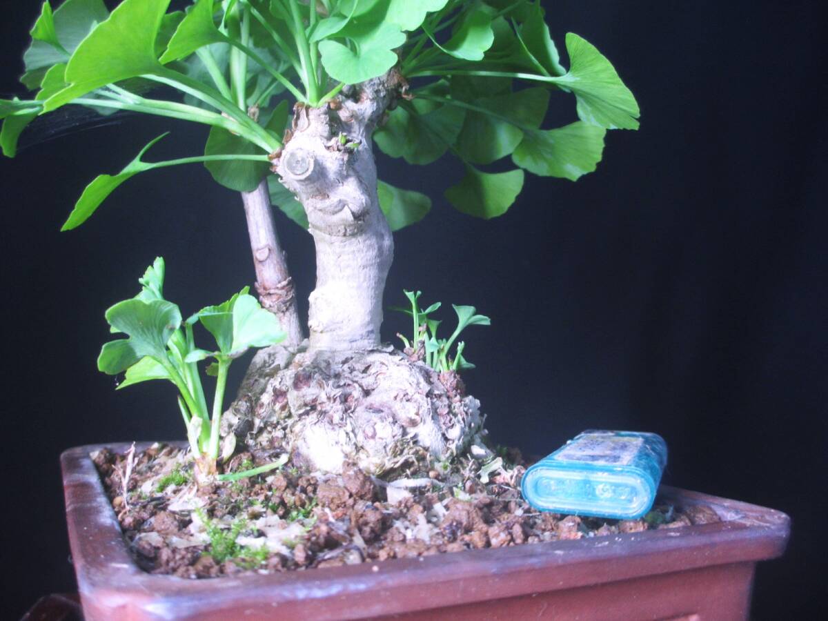  luck . ginkgo biloba | ginkgo biloba height of tree 26. record root ni. short size taking tree many .. tree small goods material nationwide equal postage 