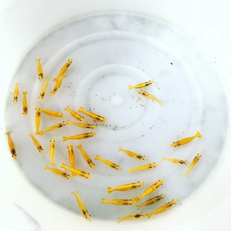 [1.5-2.0cm][30 pcs ] yellow Cherry shrimp [ Cherry shrimp ][ freshwater prawn ]