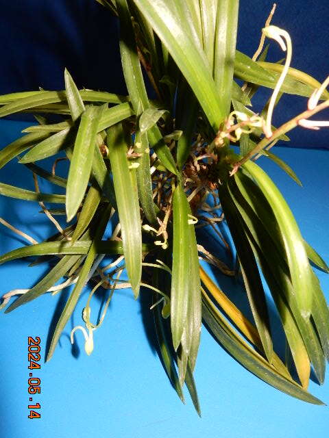 { богатство и знатность орхидея ... свет средний . корень ... АО 10шт.@} надеты сырой Ran :fu Ran :. ввод растения : способ орхидея : луговые и горные травы : Восток орхидея 