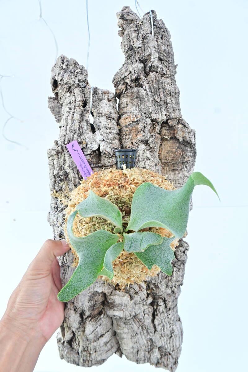 P.Ginka spored cork attaching @bika forest wife board attaching . goods silver ka staghorn fern 