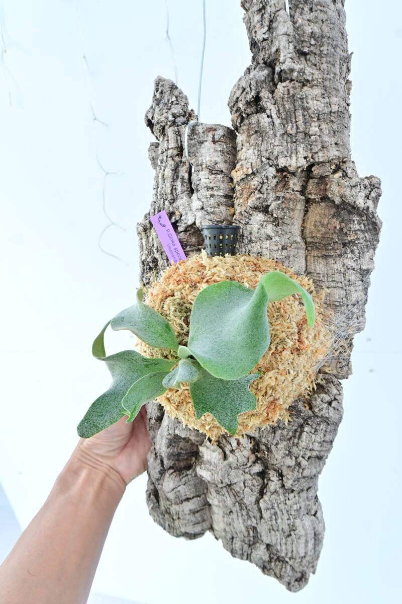 P.Ginka spored cork attaching @bika forest wife board attaching . goods silver ka staghorn fern 