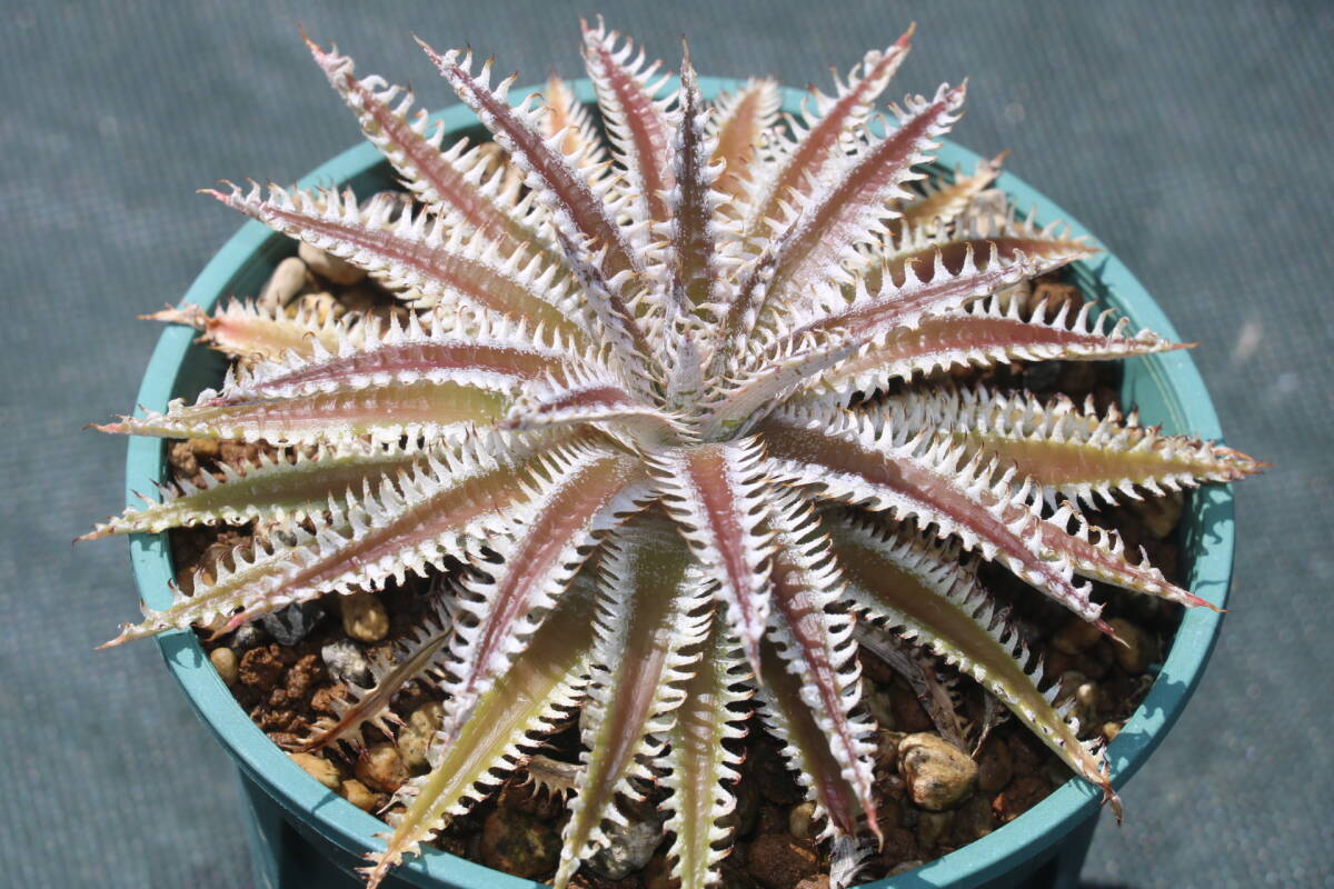 Amazonico****Dyckia \'Nagas\' × \'Sorcerer\'*****bromeli Adi  Kia 