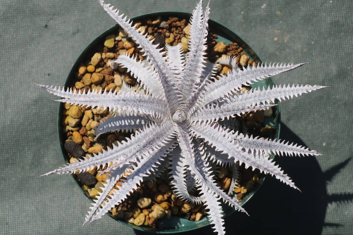 Amazonico★★★★Dyckia 'Muskellunge' × 'Nagas'★★★★★ブロメリア ディッキア_画像1