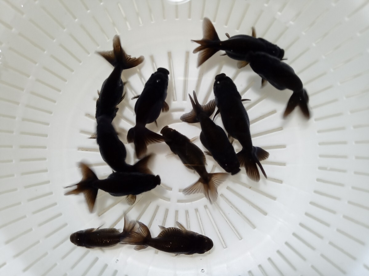 # black golgfish ( this year )#10 pcs +1 pcs 
