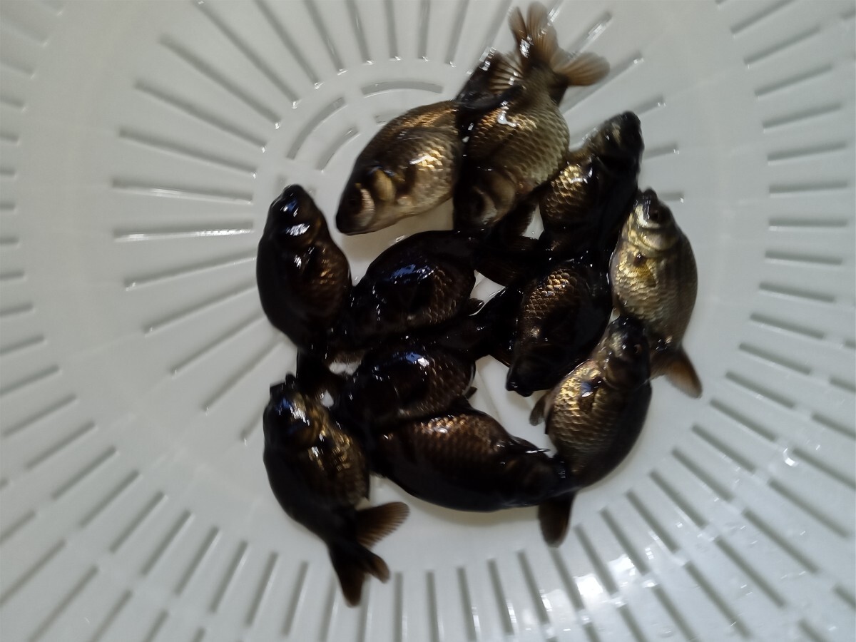 # black golgfish ( this year )#10 pcs +1 pcs 