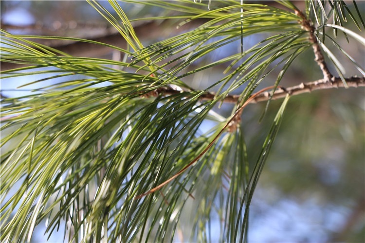 . raw pine leaf powder 100g less pesticide pine leaf pine. leaf red matsu