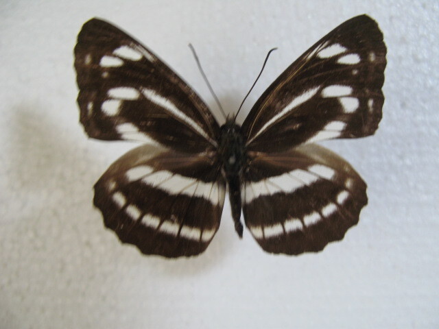国内産蝶標本 ミスジチョウ 高知県産 香美市 ♂、♀ 採集品 の画像2