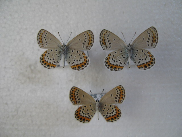 国内産蝶標本 ミヤマシジミ  静岡県産 浜松市 ２♂、♀ 採集品 の画像1