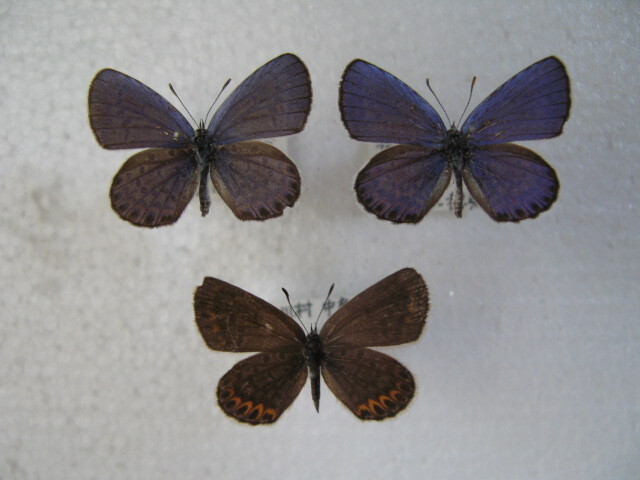  domestic production butterfly specimen Miyama corbicula Nagano prefecture production pine river .2*,* collection goods 