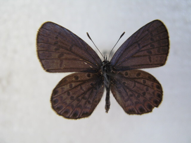  domestic production butterfly specimen Miyama corbicula Nagano prefecture production pine river .2*,* collection goods 