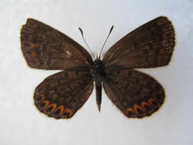  domestic production butterfly specimen Miyama corbicula Nagano prefecture production pine river .2*,* collection goods 