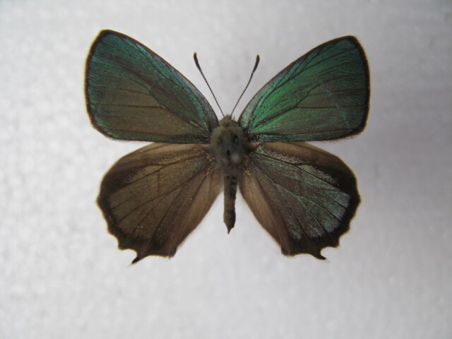  domestic production butterfly specimen u radio-controller ro green corbicula Aomori prefecture production Yokohama block 2*,* breeding goods 