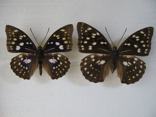  domestic production butterfly specimen oo purple Kagawa prefecture production ... city collection goods *,*