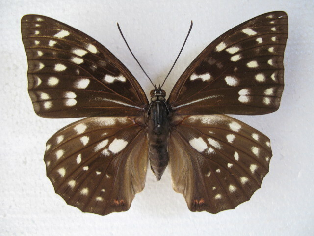  domestic production butterfly specimen oo purple Kagawa prefecture production ... city collection goods *,*