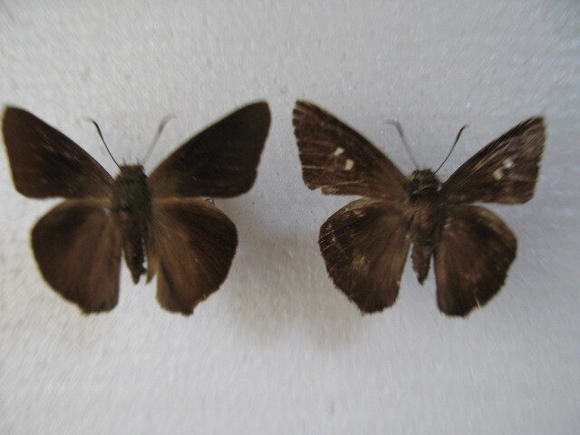  domestic production butterfly specimen okinawabi load seseli Okinawa prefecture production main island collection goods *,*