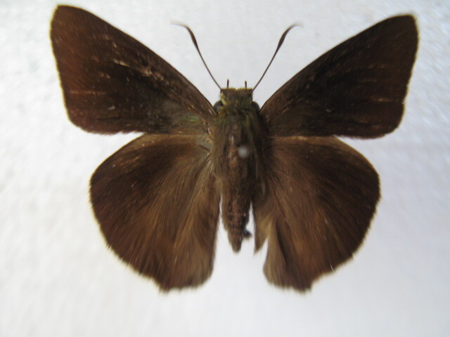  domestic production butterfly specimen okinawabi load seseli Okinawa prefecture production main island collection goods *,*