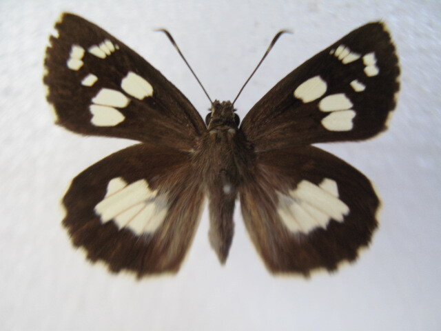  domestic production butterfly specimen oo white monseseli Okinawa prefecture production Ishigakijima breeding goods *,*