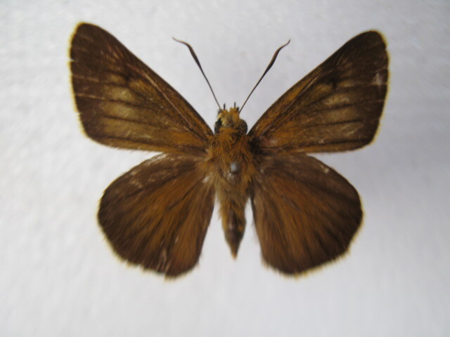  domestic production butterfly specimen ki spring seseli Hokkaido production 5 production ground collection goods *5