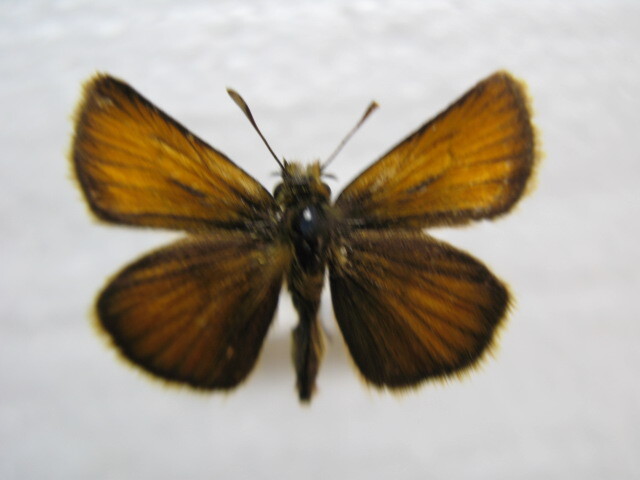  domestic production butterfly specimen ka rough toseseli Hokkaido production . on block collection goods 4 head 