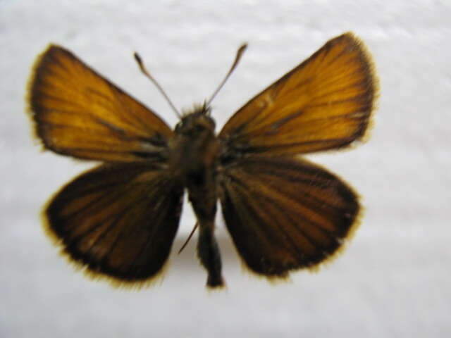  domestic production butterfly specimen ka rough toseseli Hokkaido production . on block collection goods 4 head 