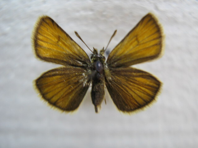  domestic production butterfly specimen ka rough toseseli Hokkaido production . on block collection goods 4 head 