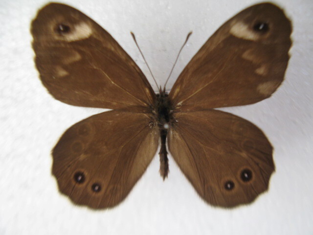  domestic production butterfly specimen tsumaji low la Janome A Kochi prefecture production .. block collection goods 2 head 