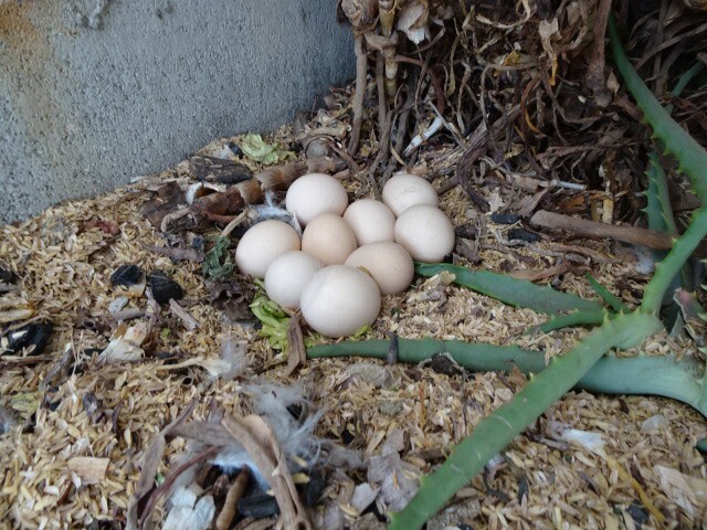 烏骨鶏の卵 10個 食用 有精卵の画像2