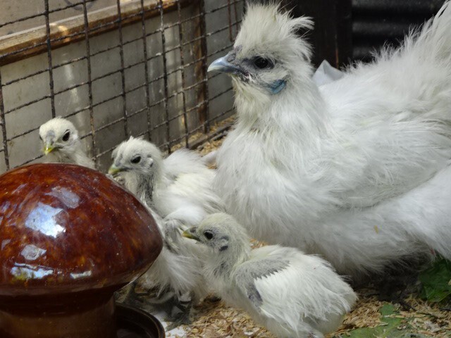 烏骨鶏の卵 10個 食用 有精卵の画像3