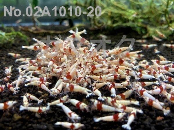  Red Bee Shrimp Mothra 30 pcs 