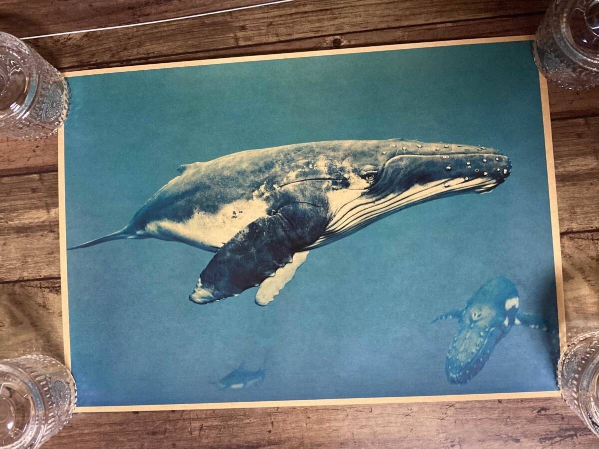 海の王者「ザトウクジラ」ポスター　クラフト紙製　FIRE＿SALE　管理番号FG1　M-12　OVR　1_画像1