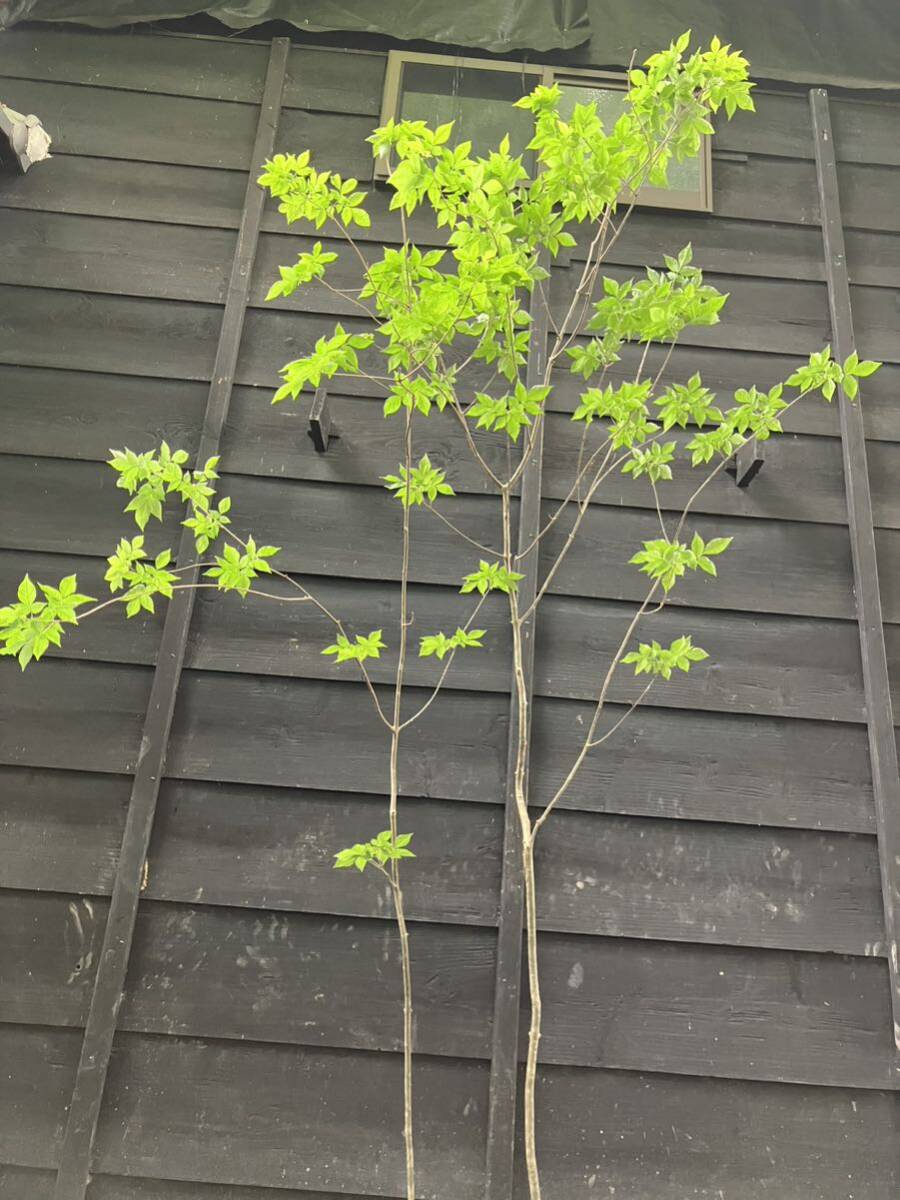 451 mountain taking fraxinus lanuginosa 