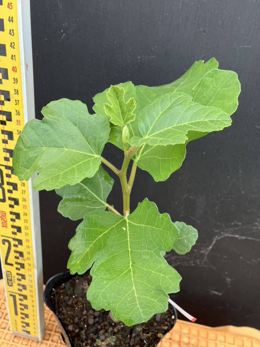  rare ichi axis black till ilaJFE (Black Madeira(JFE)) sapling 