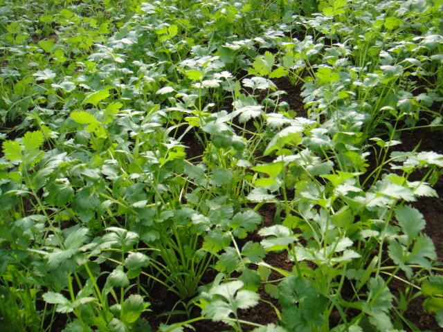 ★野菜種★香菜コリアンダーパクチー種子1250粒以上_画像3