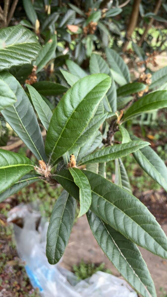 * less pesticide ... leaf * loquat. raw leaf *100g rom and rear (before and after) 