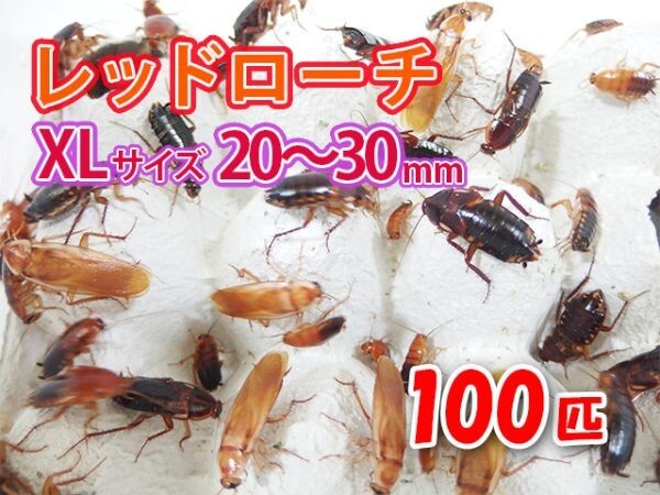 レッドローチ 成虫 XL サイズ 20～30mm 100匹 紙袋配送 生餌 爬虫類 両生類 肉食熱帯魚 生体 アクアリウム エサ 活餌[3083:gopwx]