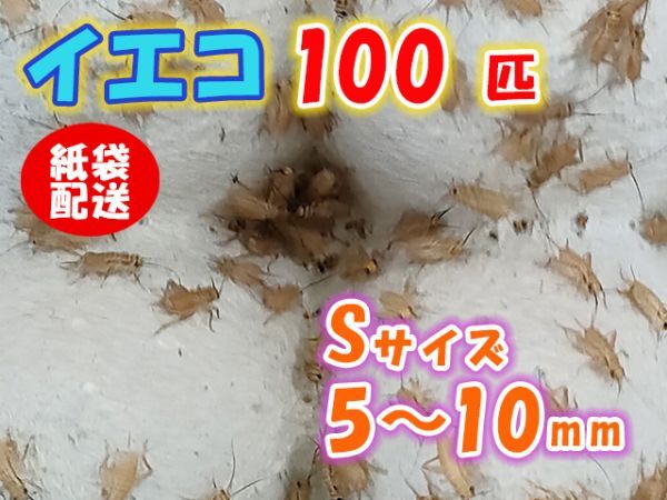 ヨーロッパイエコオロギ イエコ Sサイズ 5mm～10mm 紙袋配送 100匹 生餌 死着保証10% 爬虫類 両生類 トカゲ カエル [3694:gopwx2]_画像1