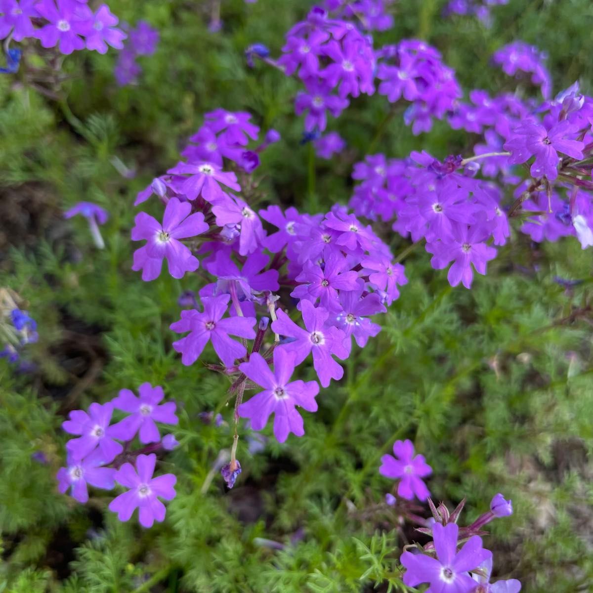 【花の苗】バーベナ　紫　苗　10本