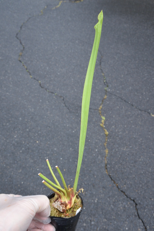 【食虫植物】　Sarracenia x Brooks Hybrid, ex Marston Exotics, Cedric_画像1