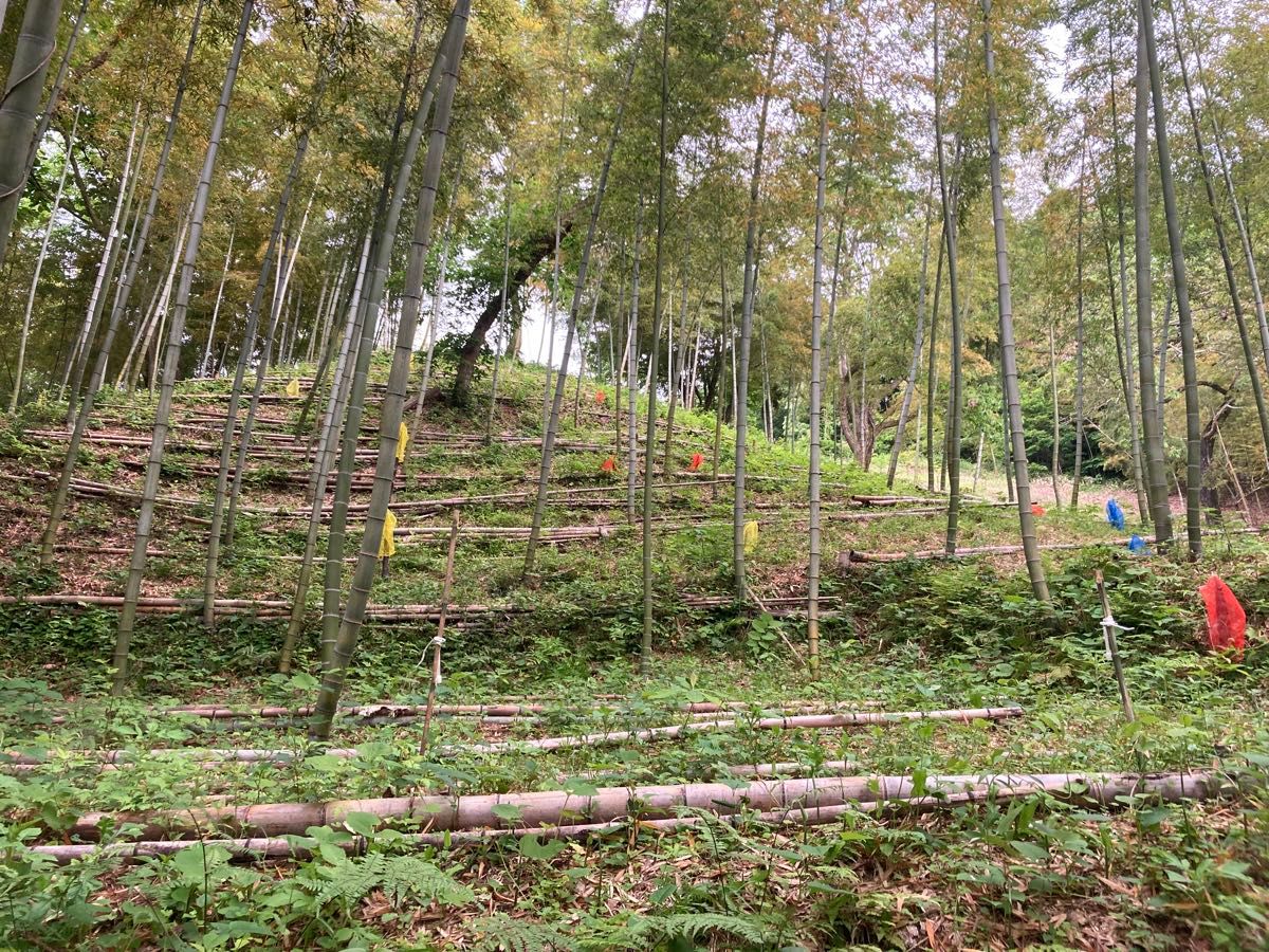 【山形県産】湯田川孟宗　たけのこ5kg【朝堀】