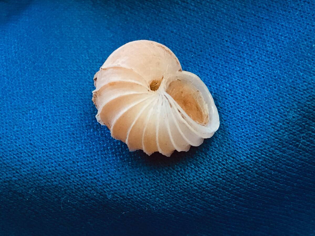 貝標本 パプア諸島の不思議なアオミオカタニシ 特美品個体イエローカラーの画像1