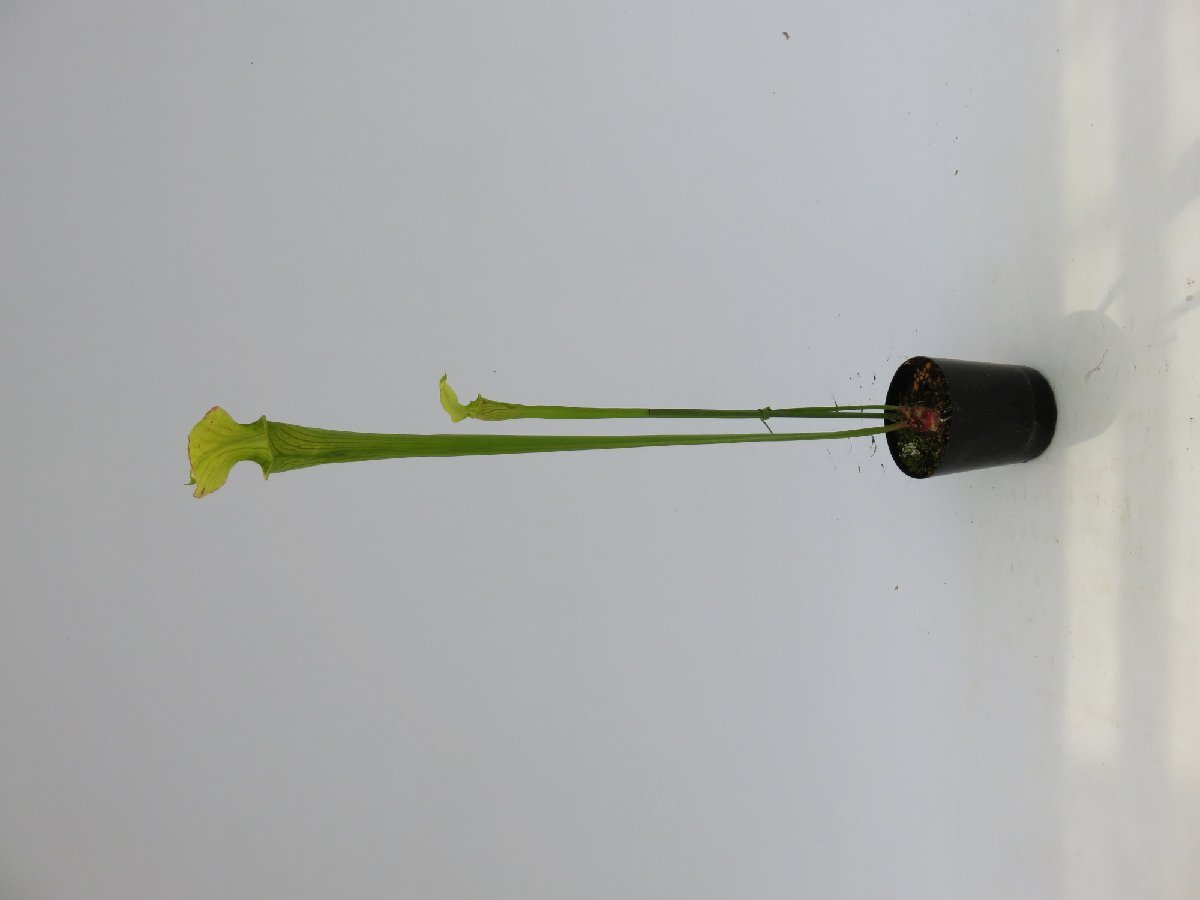 S.alata HFC No.10 3号【現品限り】サラセニア 食虫植物_15139_画像2
